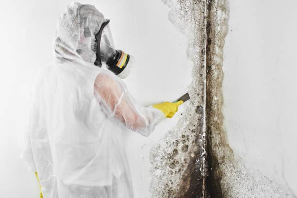 Best Commercial Mold Removal  in Cloverleaf, TX