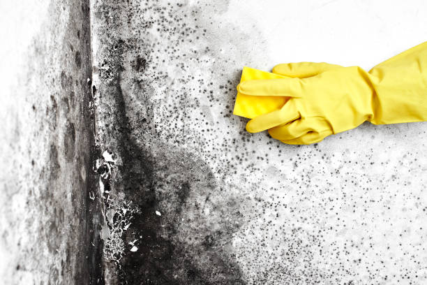 Best Mold Remediation Experts  in Cloverleaf, TX
