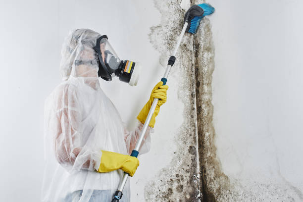 Best Certified Mold Removal  in Cloverleaf, TX