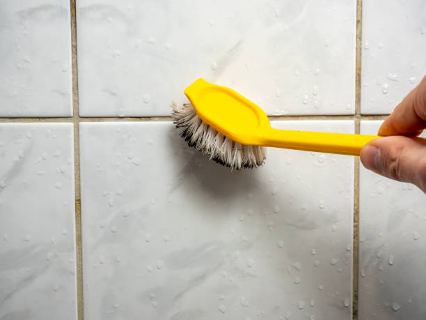 Professional Mold Removal in Cloverleaf, TX