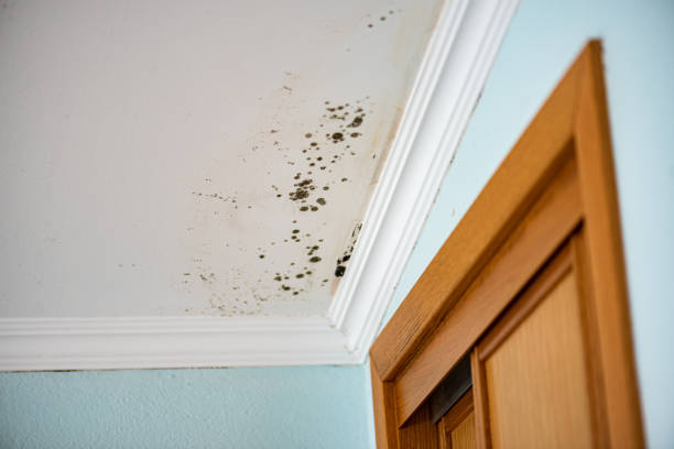 Best Best Mold Removal Companies  in Cloverleaf, TX