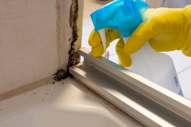 Best Attic Mold Removal  in Cloverleaf, TX