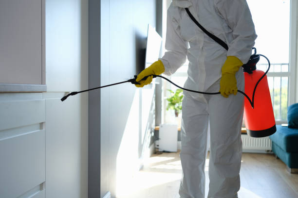 Best Emergency Mold Removal  in Cloverleaf, TX