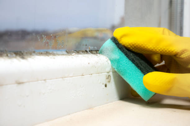 Best Fast Mold Removal  in Cloverleaf, TX