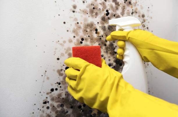 Best Residential Mold Removal  in Cloverleaf, TX