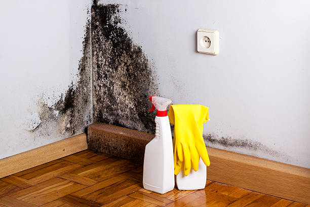 Best Affordable Mold Removal  in Cloverleaf, TX