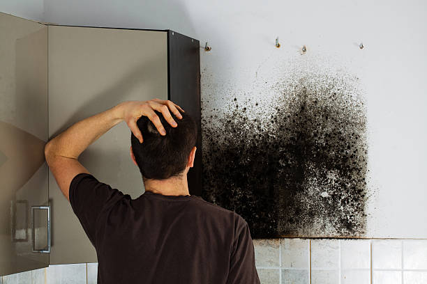 Best Commercial Mold Removal  in Cloverleaf, TX