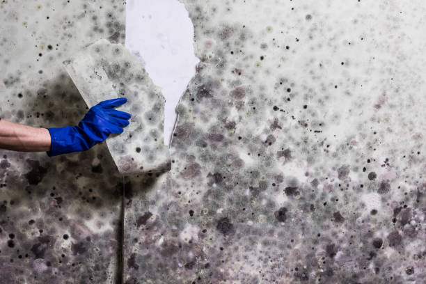 Best Mold Testing  in Cloverleaf, TX