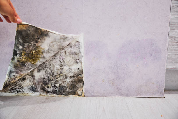 Best Mold Remediation  in Cloverleaf, TX